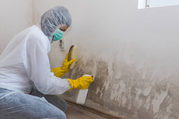 Best Professional Mold Removal  in Helotes, TX