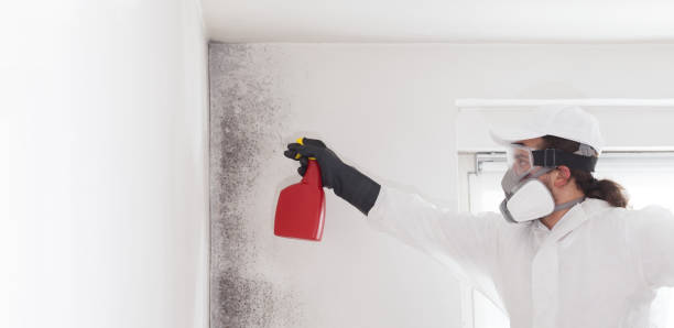 Best Office Mold Removal Services  in Helotes, TX