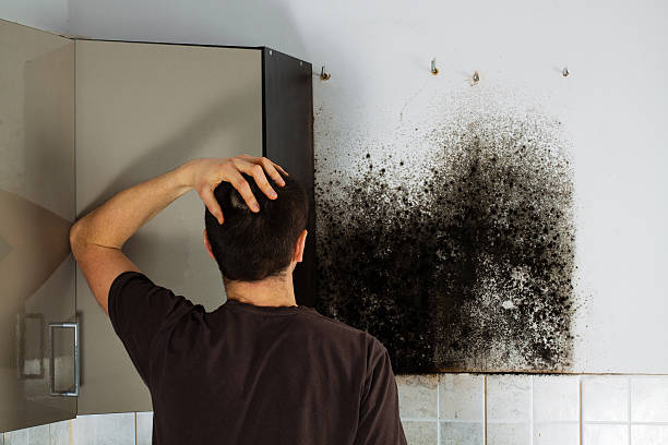 Best Mold Remediation Experts  in Helotes, TX